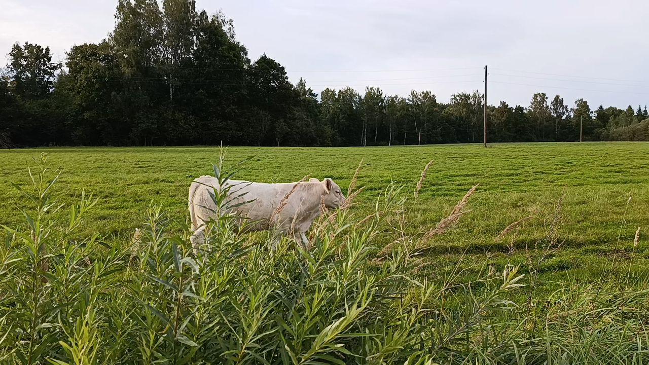 Cattle - Charolais (CH) - video 5