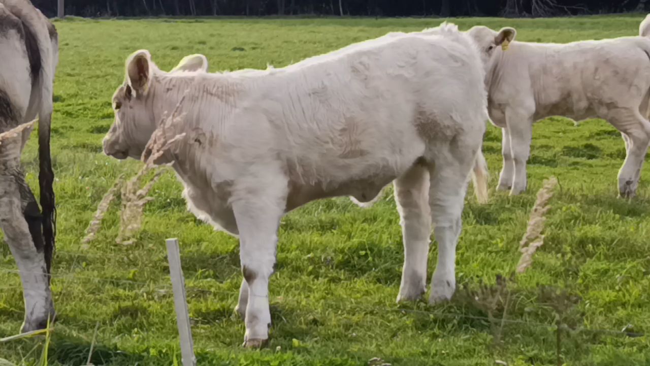 Cattle - Charolais (CH) - video 4