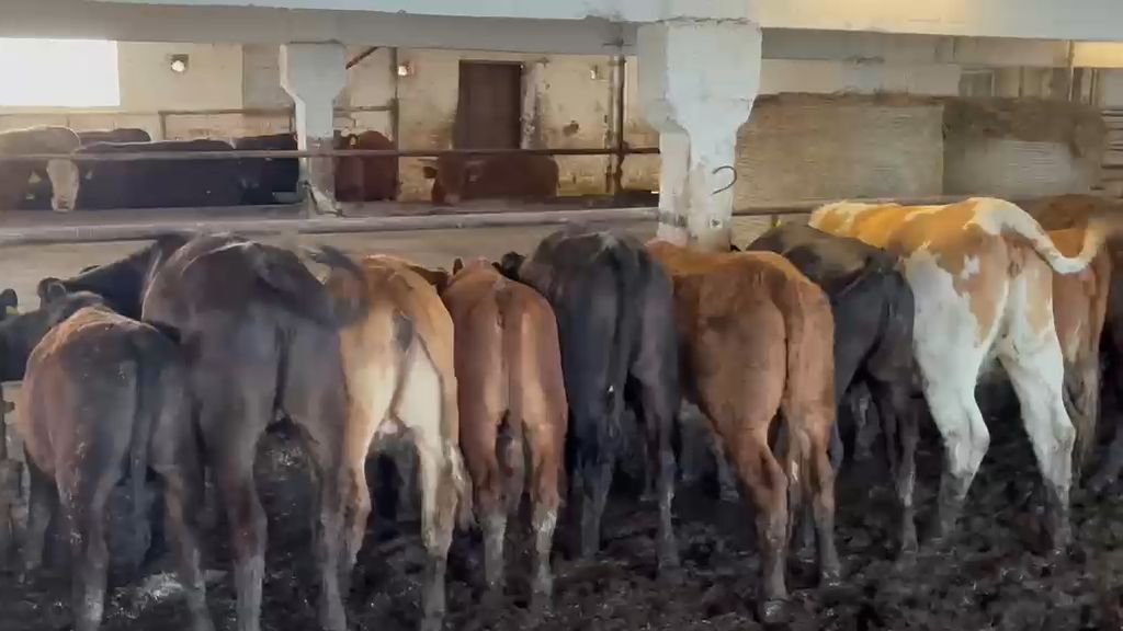 Veised - Limousine ristand (LIx) - video 14