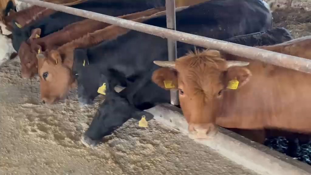 Veised - Limousine ristand (LIx) - video 15