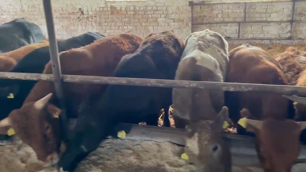 Veised - Limousine ristand (LIx) - video 16