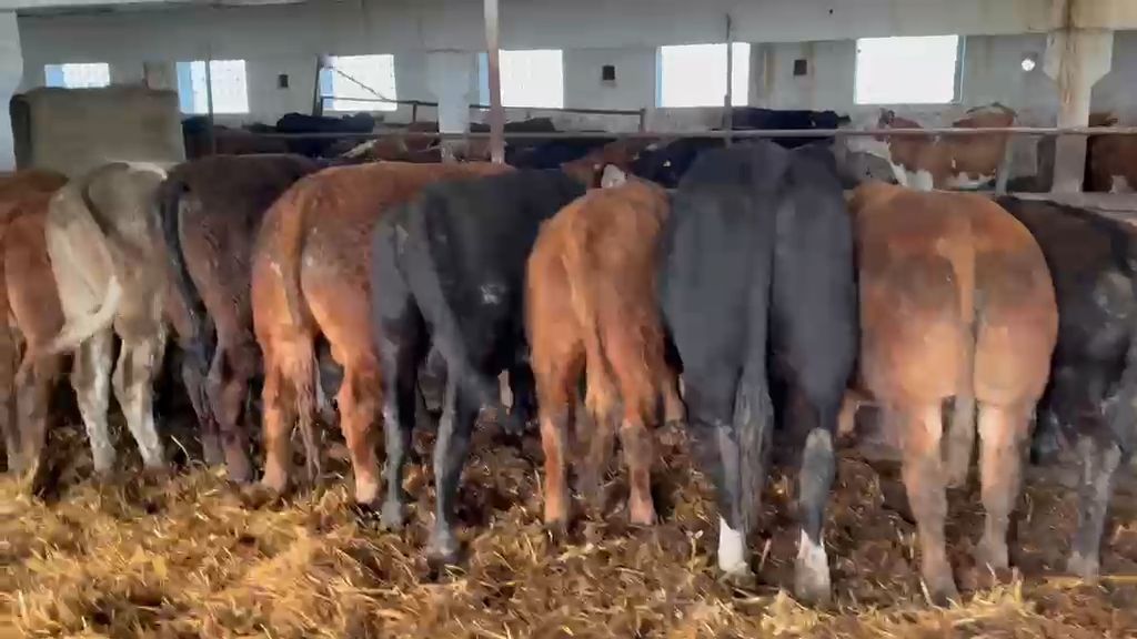 Veised - Limousine ristand (LIx) - video 17