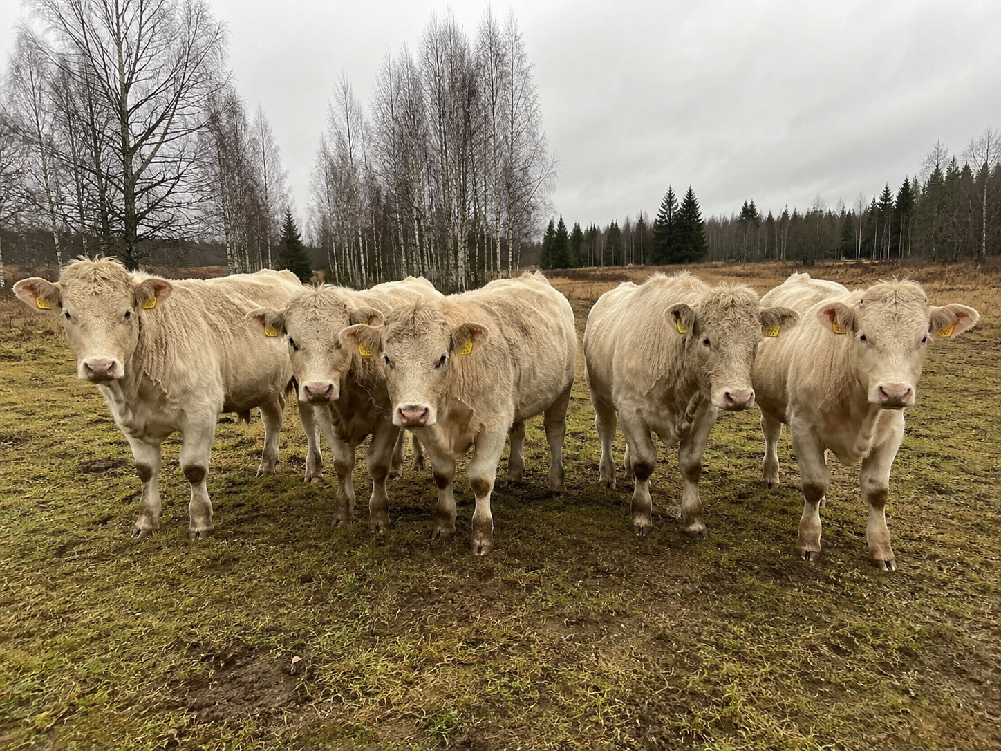 Veised - Charolais (SA)