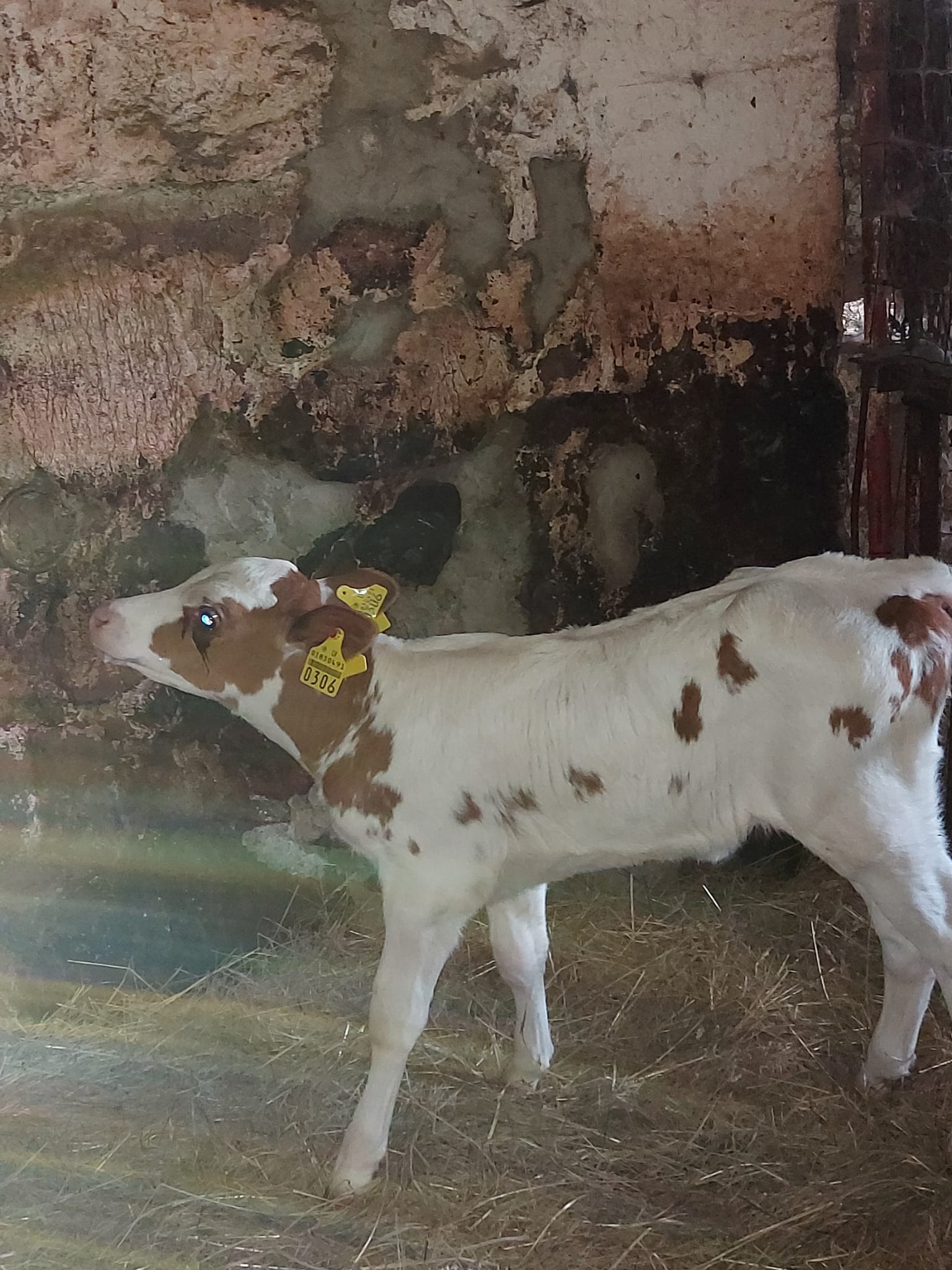 Galvijai - Holsteinų raudonmargiai (HS)