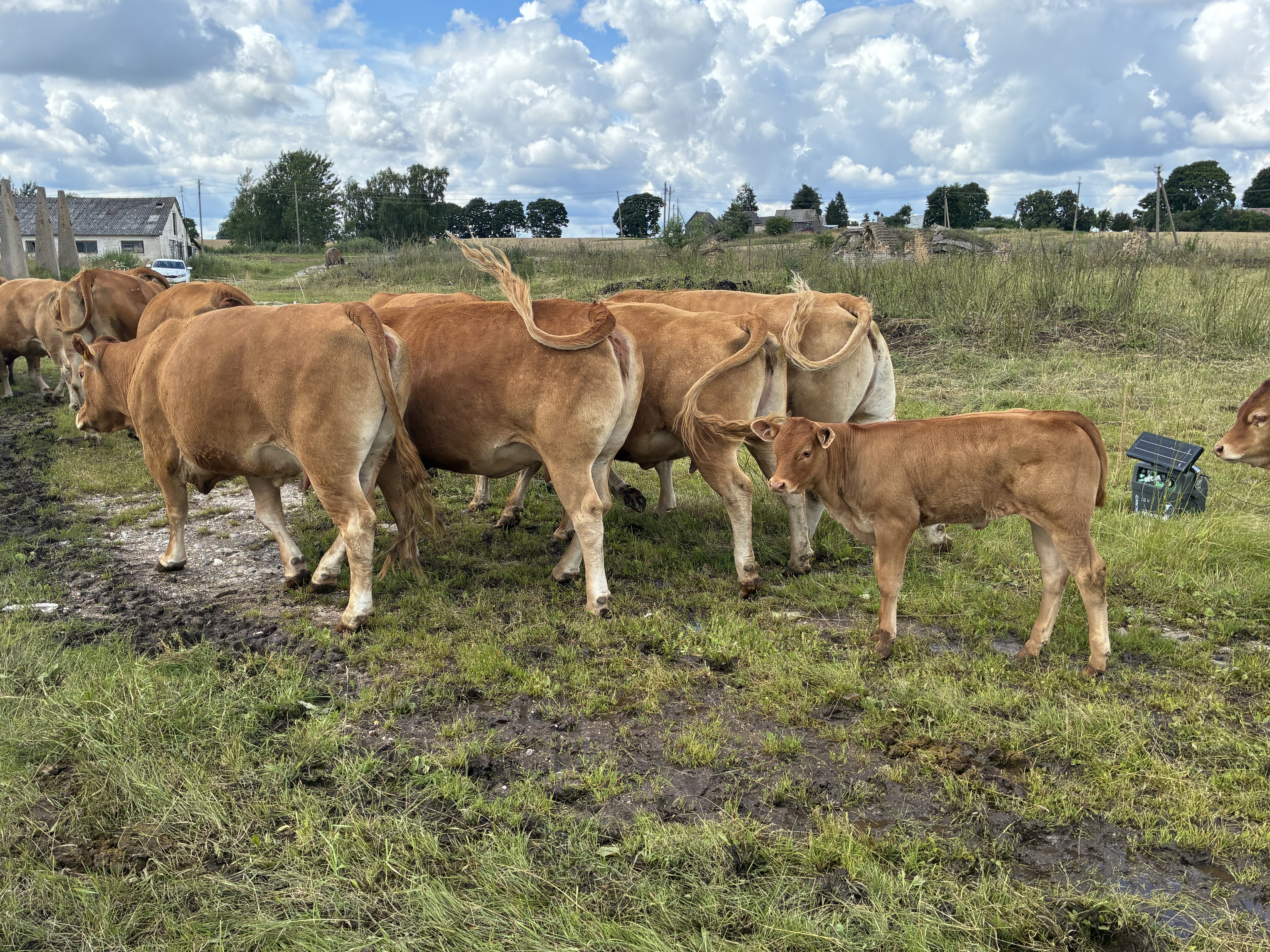 Cattle - Limousin (LI)