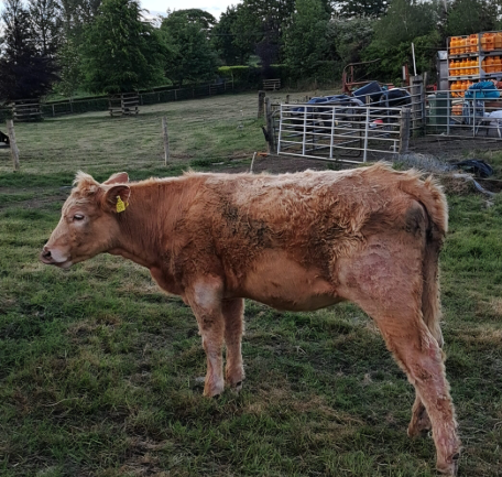 Cattle - Limousin cross (LIx)