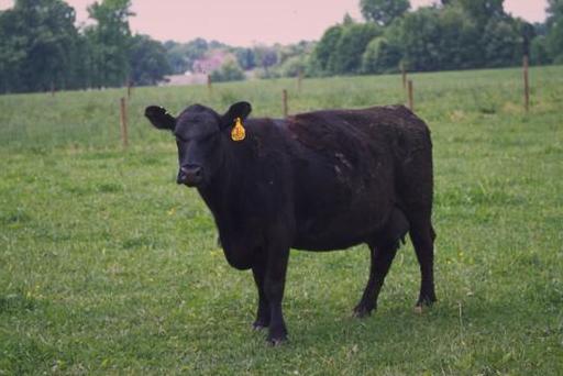 Bydło - Angus (AN)