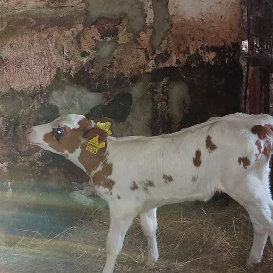 liellopi auction