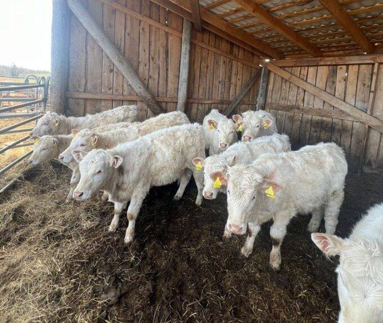Veised - Charolais (SA)