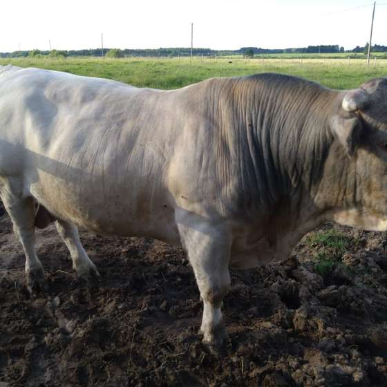 liellopi auction