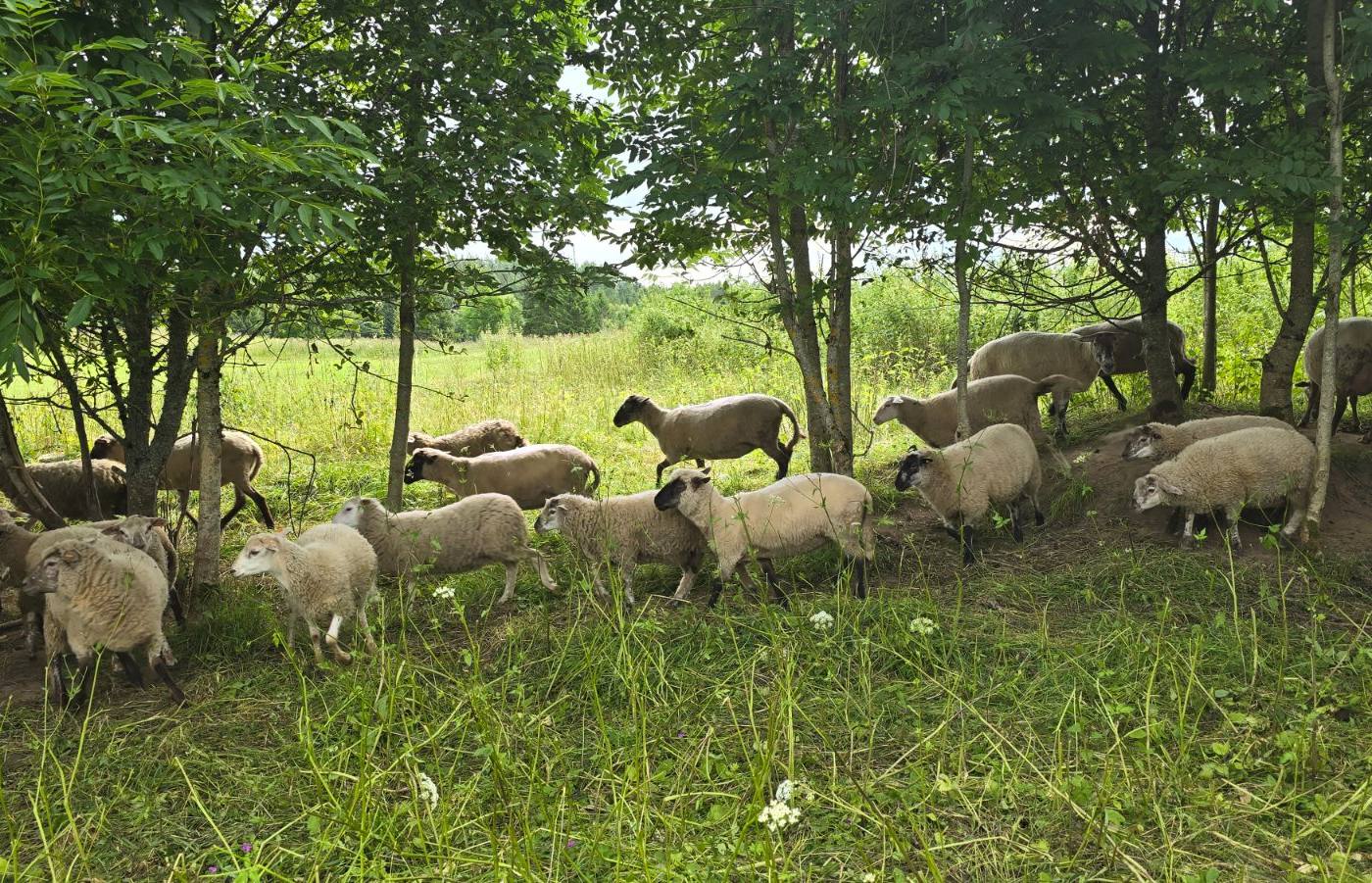 Owce / jagnięta - Teksela (TX)
