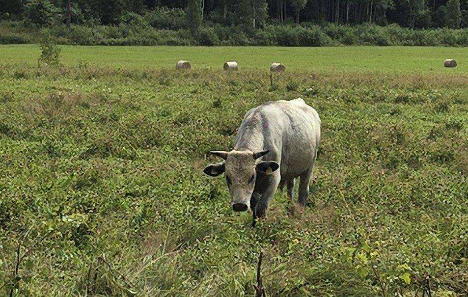 Cattle - Latvian Blue (LZ)