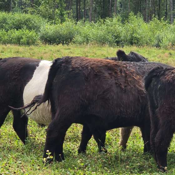 liellopi auction