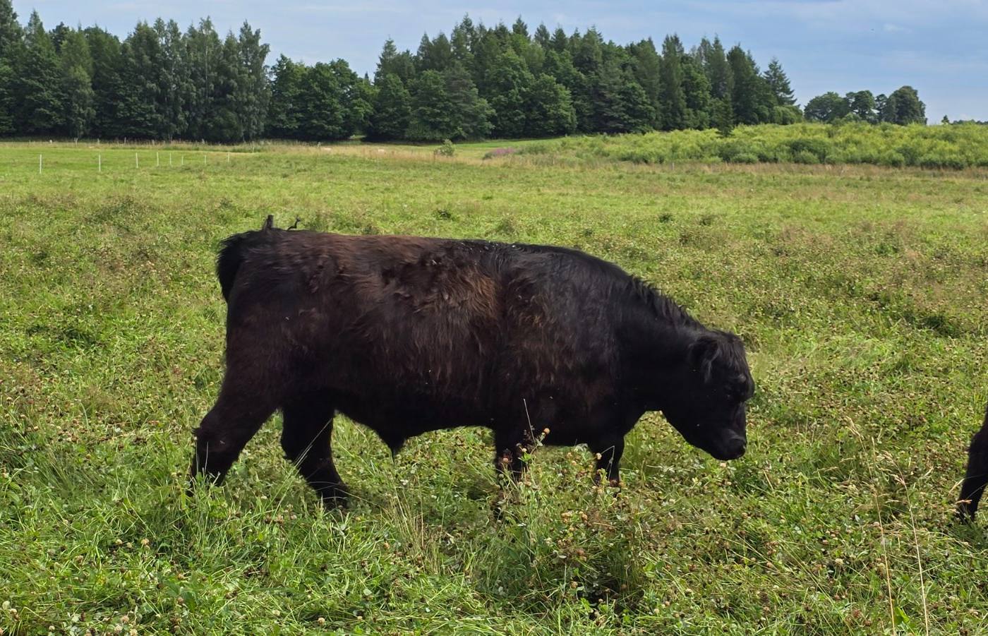 Veised - Galloway (GA)