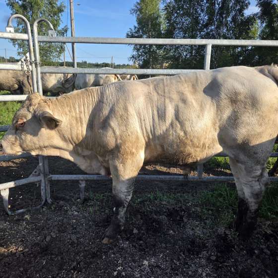 liellopi auction