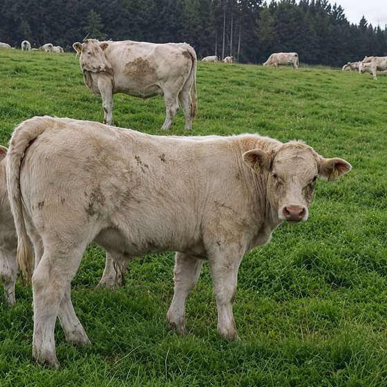liellopi auction